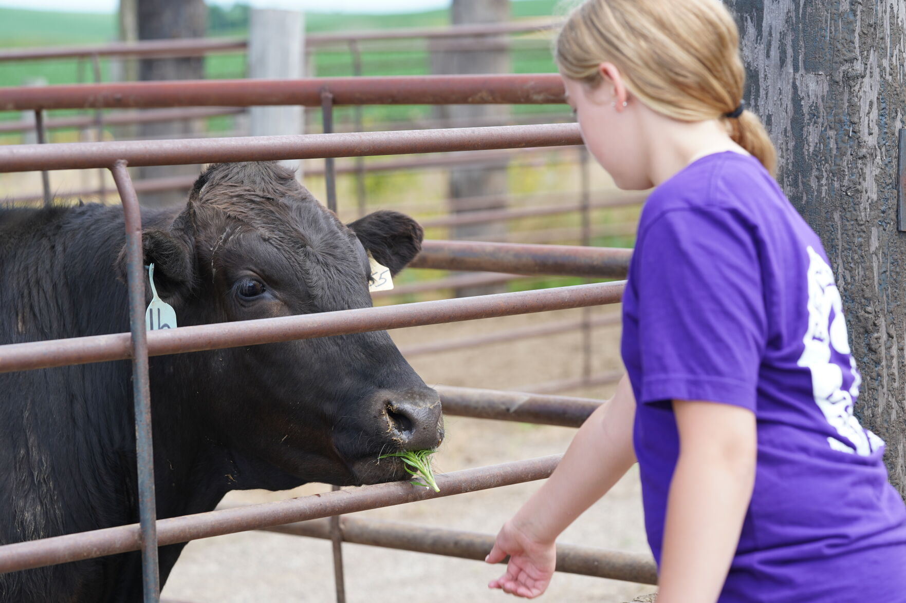 sophie feeding grass.JPG